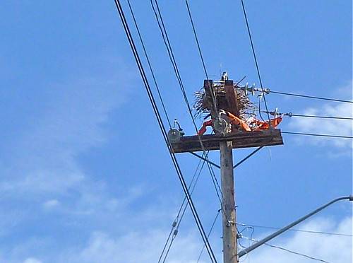 Red-tailed hawk on nest by BillLongstaff is licensed under CC BY-SA 2.0.